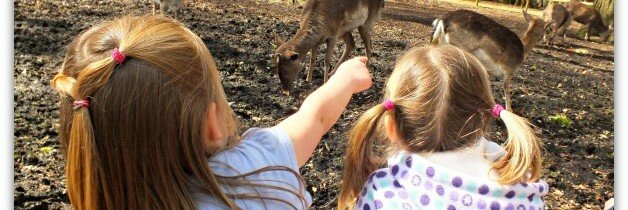New Forest Wildlife Park